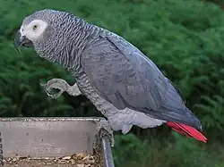 African grey parrot (Psittacus erithacus)