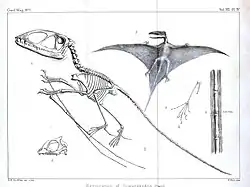 Drawing of a Pterodactyl skeleton (Dimorphodon macronyx)
