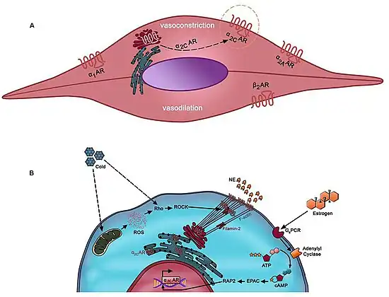Several hypotheses have been used to explain the pathogenesis.a,b) The mosaic theory consolidates the multi-etiology of the disease( local, neuronal,hormonal mediators)[15]
