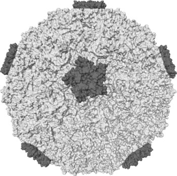 Isosurface of a human rhinovirus showing protein spikes