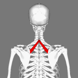 Position of rhomboid minor muscle (shown in red)
