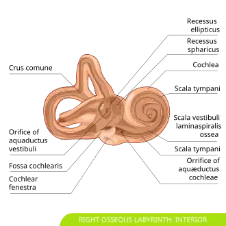 Interior of right osseous labyrinth.