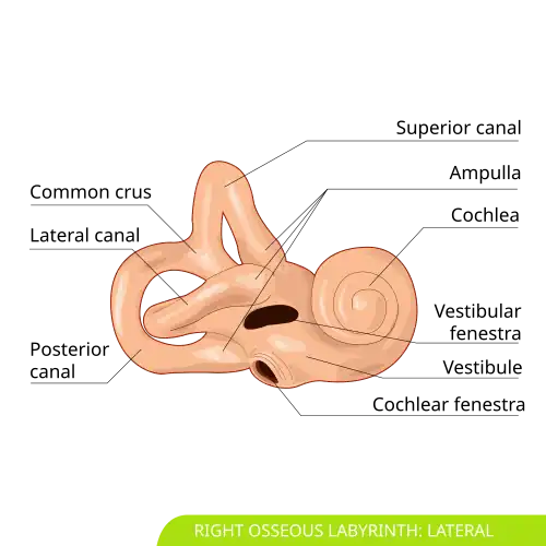 Right osseous labyrinth. Lateral view.