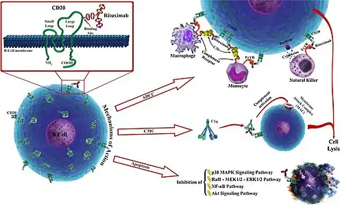 Rituximab mechanisms of action; the three major independent mechanisms are (1) antibody dependent cellular cytotoxicity (ADCC), (2) complement mediated cytotoxicity (CMC), and (3) apoptosis; subset panel illustrates a schematic view of CD20 structure and rituximab.[47]