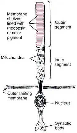 Anatomy of a Rod CellHuman Physiology and Mechanisms of Disease by Arthur C. Guyton (1992) .mw-parser-output cite.citation{font-style:inherit;word-wrap:break-word}.mw-parser-output .citation q{quotes:"\"""\"""'""'"}.mw-parser-output .citation:target{background-color:rgba(0,127,255,0.133)}.mw-parser-output .id-lock-free.id-lock-free a{background:url("//upload.wikimedia.org/wikipedia/commons/6/65/Lock-green.svg")right 0.1em center/9px no-repeat}.mw-parser-output .id-lock-limited.id-lock-limited a,.mw-parser-output .id-lock-registration.id-lock-registration a{background:url("//upload.wikimedia.org/wikipedia/commons/d/d6/Lock-gray-alt-2.svg")right 0.1em center/9px no-repeat}.mw-parser-output .id-lock-subscription.id-lock-subscription a{background:url("//upload.wikimedia.org/wikipedia/commons/a/aa/Lock-red-alt-2.svg")right 0.1em center/9px no-repeat}.mw-parser-output .cs1-ws-icon a{background:url("//upload.wikimedia.org/wikipedia/commons/4/4c/Wikisource-logo.svg")right 0.1em center/12px no-repeat}body:not(.skin-timeless):not(.skin-minerva) .mw-parser-output .id-lock-free a,body:not(.skin-timeless):not(.skin-minerva) .mw-parser-output .id-lock-limited a,body:not(.skin-timeless):not(.skin-minerva) .mw-parser-output .id-lock-registration a,body:not(.skin-timeless):not(.skin-minerva) .mw-parser-output .id-lock-subscription a,body:not(.skin-timeless):not(.skin-minerva) .mw-parser-output .cs1-ws-icon a{background-size:contain;padding:0 1em 0 0}.mw-parser-output .cs1-code{color:inherit;background:inherit;border:none;padding:inherit}.mw-parser-output .cs1-hidden-error{display:none;color:var(--color-error,#d33)}.mw-parser-output .cs1-visible-error{color:var(--color-error,#d33)}.mw-parser-output .cs1-maint{display:none;color:#085;margin-left:0.3em}.mw-parser-output .cs1-kern-left{padding-left:0.2em}.mw-parser-output .cs1-kern-right{padding-right:0.2em}.mw-parser-output .citation .mw-selflink{font-weight:inherit}@media screen{.mw-parser-output .cs1-format{font-size:95%}html.skin-theme-clientpref-night .mw-parser-output .cs1-maint{color:#18911f}}@media screen and (prefers-color-scheme:dark){html.skin-theme-clientpref-os .mw-parser-output .cs1-maint{color:#18911f}}ISBN 0-7216-3299-8 p. 373