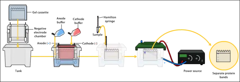 SDS-PAGE Electrophoresis