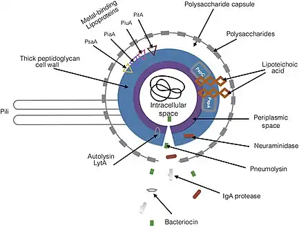 Virulence factors of Streptococcus pneumoniae[28]