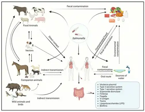 Transmission of Salmonella between other animals and humans[37]