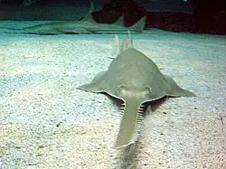 Sawfish have an electro-sensitive rostrum (saw) which is also used to slash at prey.