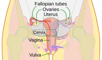 Schematic frontal view of female anatomy