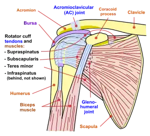 Diagram of the human shoulder joint, front view