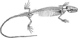Lizard skeleton