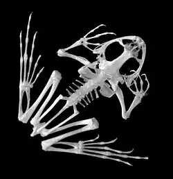 Frog skeleton