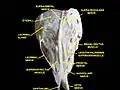 Extrinsic eye muscle. Nerves of orbita. Deep dissection.