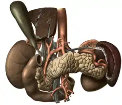 View of the various organs and blood-vessels in proximity with liver