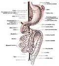 Second stage of development of the intestinal canal and peritoneum, seen from in front (diagrammatic). The liver has been removed and the two layers of the ventral mesogastrium (lesser omentum) have been cut. The vessels are represented in black and the peritoneum in the reddish tint.