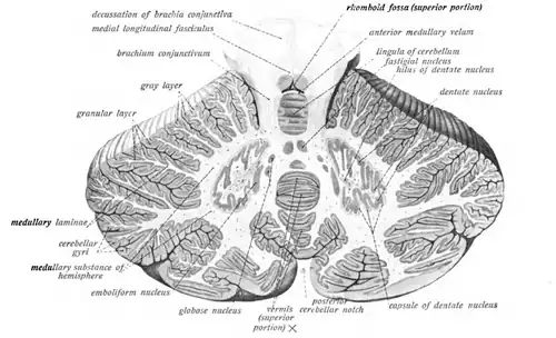 Cross-section of human cerebellum, showing the dentate nucleus and cross-section of vermis