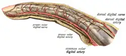 Lateral aspect of finger, with artery labeled a proper volar digital artery.