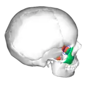 Sphenozygomatic suture (blue circle), seen from behind.