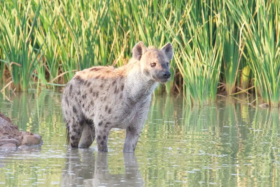 Female spotted hyenas urinate through a pseudo-penis.