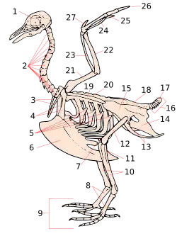 Stylised dove skeleton. Birds have between 8 and 25 cervical vertebrae