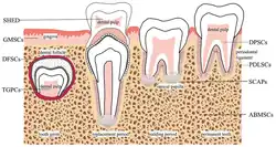 Stem cells in the oral cavity