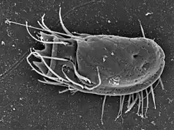 Stephanopogon sp. (Percolozoa)