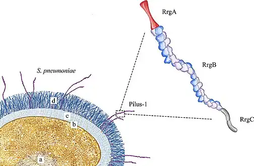Pilus-1 schematic diagram, S. pneumoniae is shown in the lower[15]