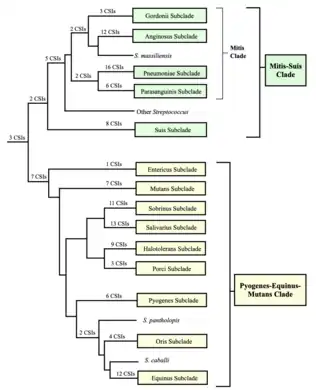 A conceptual diagram of Streptococcus subclade taxonomy based on phylogenetic trees and the conserved signature indels (CSIs) that are specifically shared by groups of streptococci.[29] The number of CSIs identified for each group is shown.