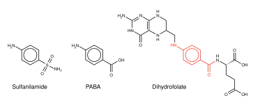 Structural similarity between sulfanilamide (left) and PABA (center) is the basis for the inhibitory activity of sulfa drugs on tetrahydrofolate (right) biosynthesis.