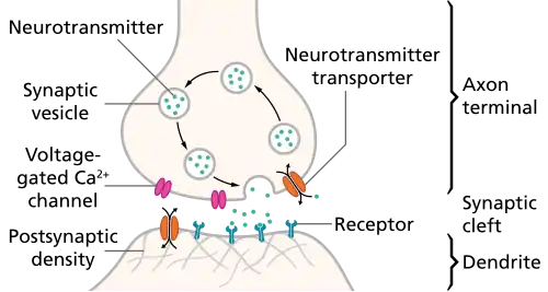 The pre- and post-synaptic axons are separated by a short distance known as the synaptic cleft. Neurotransmitter released by pre-synaptic axons diffuse through the synaptic cleft to bind to and open ion channels in post-synaptic axons.
