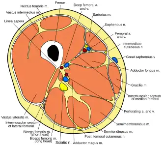 Cross section through thigh.