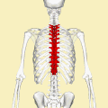 Position of &nbsp; thoracic vertebrae. Animation.