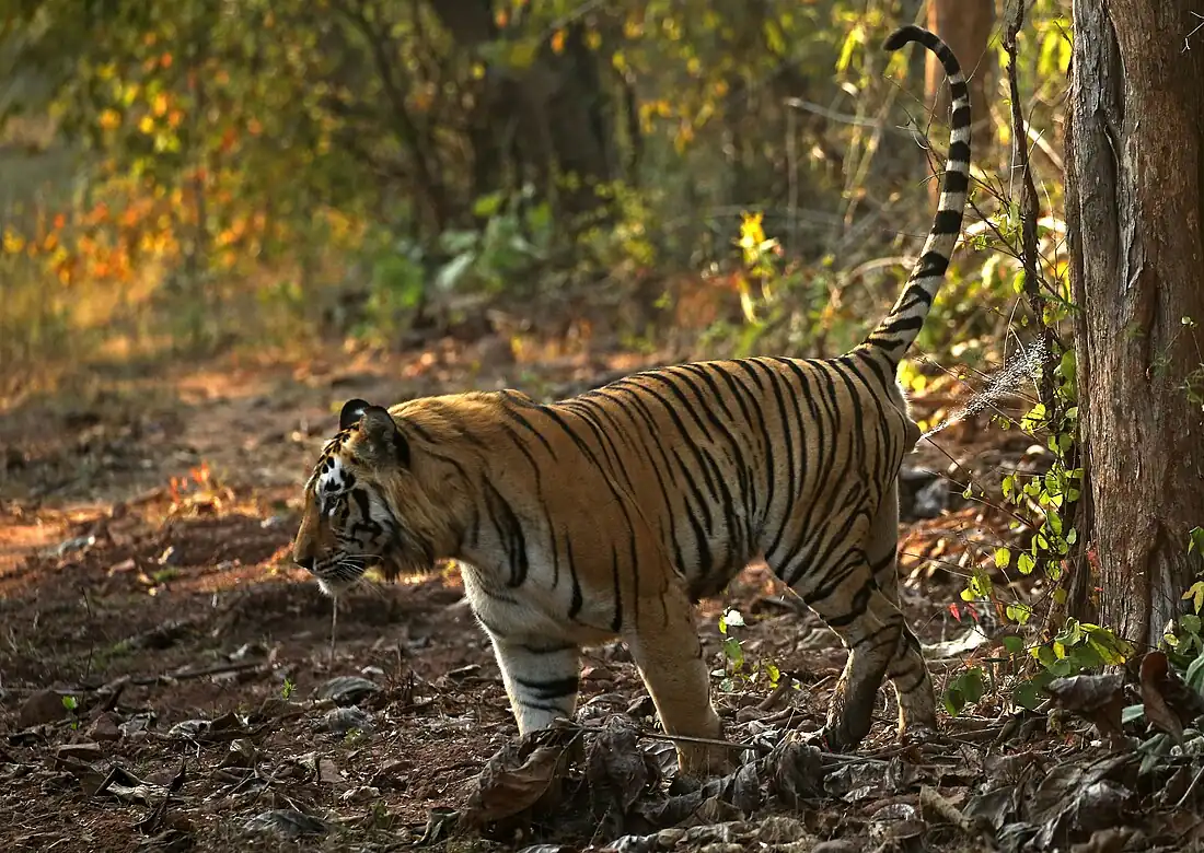 A male tiger aims his penis backward while spraying urine. Tigers communicate using odors and pheromones in their urine..mw-parser-output cite.citation{font-style:inherit;word-wrap:break-word}.mw-parser-output .citation q{quotes:"\"""\"""'""'"}.mw-parser-output .citation:target{background-color:rgba(0,127,255,0.133)}.mw-parser-output .id-lock-free.id-lock-free a{background:url("//upload.wikimedia.org/wikipedia/commons/6/65/Lock-green.svg")right 0.1em center/9px no-repeat}.mw-parser-output .id-lock-limited.id-lock-limited a,.mw-parser-output .id-lock-registration.id-lock-registration a{background:url("//upload.wikimedia.org/wikipedia/commons/d/d6/Lock-gray-alt-2.svg")right 0.1em center/9px no-repeat}.mw-parser-output .id-lock-subscription.id-lock-subscription a{background:url("//upload.wikimedia.org/wikipedia/commons/a/aa/Lock-red-alt-2.svg")right 0.1em center/9px no-repeat}.mw-parser-output .cs1-ws-icon a{background:url("//upload.wikimedia.org/wikipedia/commons/4/4c/Wikisource-logo.svg")right 0.1em center/12px no-repeat}body:not(.skin-timeless):not(.skin-minerva) .mw-parser-output .id-lock-free a,body:not(.skin-timeless):not(.skin-minerva) .mw-parser-output .id-lock-limited a,body:not(.skin-timeless):not(.skin-minerva) .mw-parser-output .id-lock-registration a,body:not(.skin-timeless):not(.skin-minerva) .mw-parser-output .id-lock-subscription a,body:not(.skin-timeless):not(.skin-minerva) .mw-parser-output .cs1-ws-icon a{background-size:contain;padding:0 1em 0 0}.mw-parser-output .cs1-code{color:inherit;background:inherit;border:none;padding:inherit}.mw-parser-output .cs1-hidden-error{display:none;color:var(--color-error,#d33)}.mw-parser-output .cs1-visible-error{color:var(--color-error,#d33)}.mw-parser-output .cs1-maint{display:none;color:#085;margin-left:0.3em}.mw-parser-output .cs1-kern-left{padding-left:0.2em}.mw-parser-output .cs1-kern-right{padding-right:0.2em}.mw-parser-output .citation .mw-selflink{font-weight:inherit}@media screen{.mw-parser-output .cs1-format{font-size:95%}html.skin-theme-clientpref-night .mw-parser-output .cs1-maint{color:#18911f}}@media screen and (prefers-color-scheme:dark){html.skin-theme-clientpref-os .mw-parser-output .cs1-maint{color:#18911f}}Watson, Lyall (2000-04-17). Jacobson's Organ: And the Remarkable Nature of Smell. W. W. Norton & Company. ISBN&nbsp;978-0-393-24493-9.