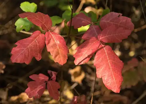 Toxicodendron diversilobum (western poison oak)
