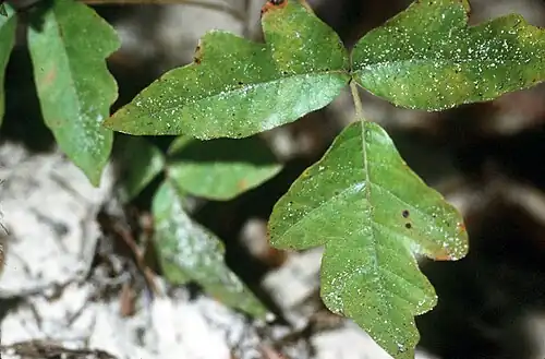 Toxicodendron pubescens (eastern poison oak)