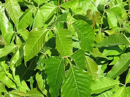 Toxicodendron radicans (eastern poison ivy)