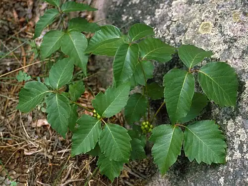 Toxicodendron rydbergii (western poison ivy)
