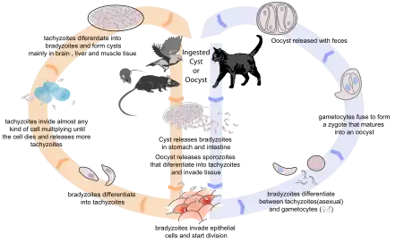 More detailed diagram. The feces of infected cats infects rodents hunted by cats, which rodents are more likely to be eaten by cats; it also infects animals bred for meat, which is a vector depending on how the meat is treated
