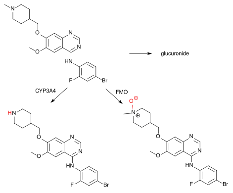 Metabolites of vandetanib (top left): N-desmethylvandetanib (bottom left, via CYP3A4), vandetanib-N-oxide (bottom right, via FMO1 and FMO3), both pharmacologically active, and a minor amount of a glucuronide.[15]