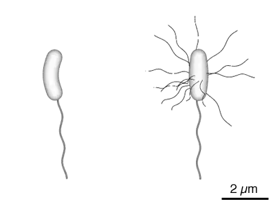 Diagram of the bacterium, V. cholerae