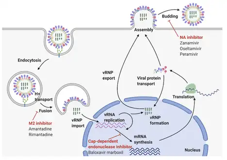Influenza A virus replication cycle