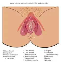 Clitoral bulbs under the labia and on both sides of the vaginal entrance