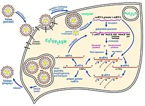 West Nile virus life cycle. After binding and uptake, the virion envelope fuses with cellular membranes, followed by uncoating of the nucleocapsid and release of the RNA genome into the cytoplasm. The viral genome serves as messenger RNA (mRNA) for translation of all viral proteins and as template during RNA replication. Copies are subsequently packaged within new virus particles that are transported in vesicles to the cell membrane.