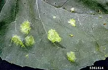 White rust symptoms on a sunflower leaf.