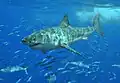 The great white shark is involved in the most fatal unprovoked attacks