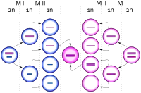 Egg cells dividing, one ending up with an extra copy of the X chromosome, producing a zygote with an extra X