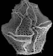 Ventral view of Lingulodinium polyedra as observed by a scanning electron microscope. Cell diameter is roughly 40 micrometers.