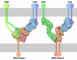 T Cell Receptor complexed with MHC I and II.