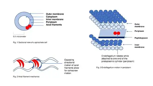 Endoflagella Components- Fig. 1 A cross-section of a typical spirochete cell showing endoflagella located in the periplasm between the inner cytoplasmic membrane and the outer membrane. Periplasm, consisting of a gel-like matrix, provides a semi-stable medium to secure endoflagella during rotation. The axial filament, indicated in red, is composed of bundles of endoflagella.